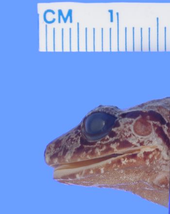 Media type: image; Herpetology A-43333
